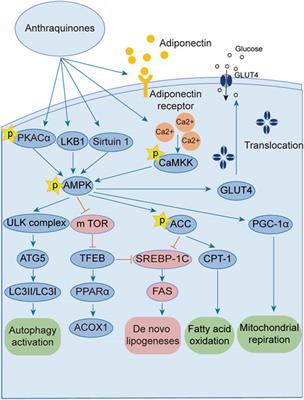 Role of anthraquinones in combating insulin resistance